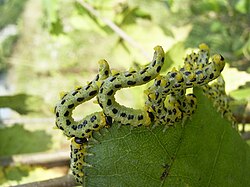 Larvae of Craesus septentrionalis, a sawfly with six pairs of prolegs