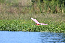 A roseate spoonbill excreting urine in flight