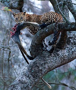Leopard with a killed langur