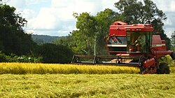 Rice plantation near Rio do Sul