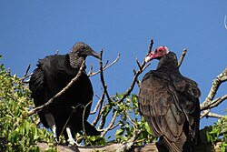 Black vulture (left) and turkey vulture (right), in Brazil