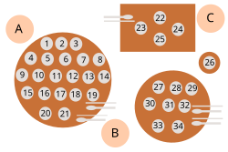 Surasang setting