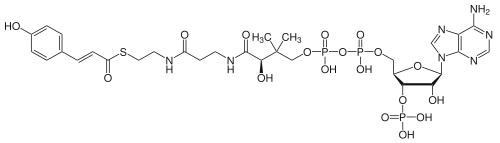 4-Coumaroyl-CoA is the central biosynthetic precursor to phenylpropanoids (shown in protonated state)