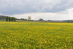 Field of dandelions, Wéris, Belgium