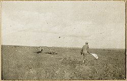 An Australian soldier looking for wounded under the protection of a white flag, Western Front