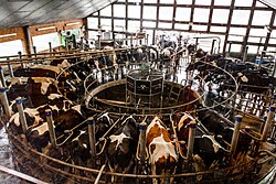 Rotary milking parlor