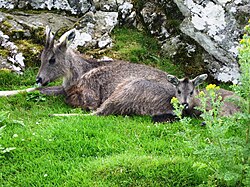 Nemorhaedus griseus arnouxianus with kid, identified as Chinese Goral, at the Highland Wildlife Park.
