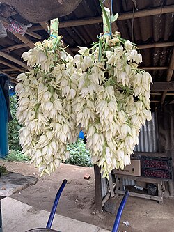 Harvested yucca flowers on their way to Naolinco, in Veracruz, Mexico