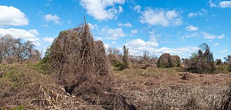 Woodland covered in kudzu in Brooklyn, NY