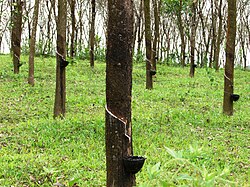 Rubber is generally cultivated in large plantations. The image shows a coconut shell used in collecting latex, in plantations in Kerala, India.