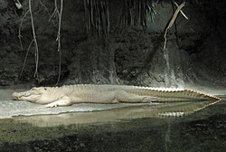 Due to high visibility, albino alligators are unlikely to survive in the wild and this is one of very few albino specimens known.