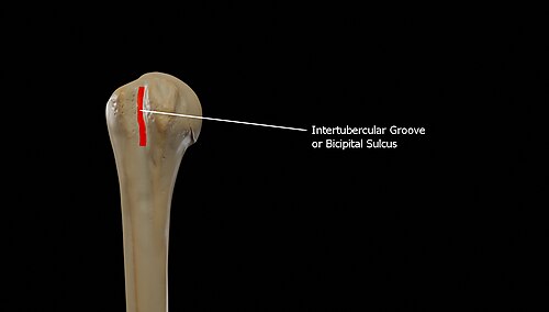 Bicipital groove