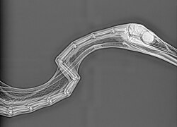 X-ray of the cervical vertebrae in the neck of an unidentified heron
