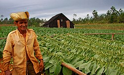 Tobacco fields in Viñales
