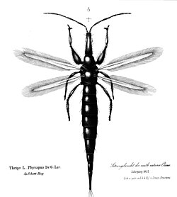Typical Tubulifera thrips: the feathery wings are unsuitable for the leading edge vortex flight of most other insects, but support clap and fling flight.