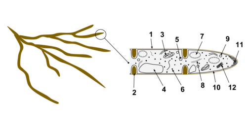Fungal hyphae cells Hyphal wallSeptumMitochondrionVacuoleErgosterol crystalRibosomeNucleusEndoplasmic reticulumLipid bodyPlasma membraneSpitzenkörperGolgi apparatus