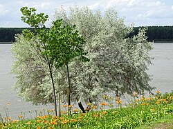 Dunavska Gradina Park