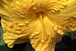 Yellow hibiscus