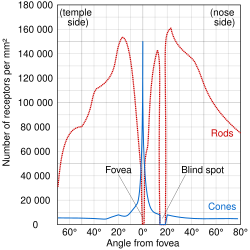 Distribution of rods and cones along a line passing through the fovea and the blind spot of a human eye[7]