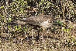 Female Indian peafowl in Yala National Park