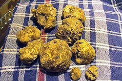 White truffles from San Miniato