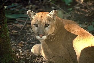 Florida panther (Puma concolor coryi)