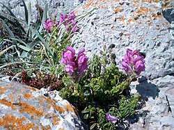 Antirrhinum majus subsp. linkianum