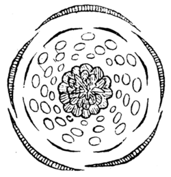 Floral diagram. Adonis annua