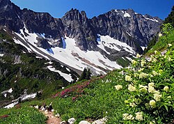 Alpine flora near Cascade Pass
