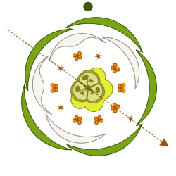 Floral diagram of A. hippocastanum. The light green structure denotes nectary. Floral formula: ↘ K5 C2:2 A5+2 G(3).