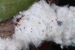 Woolly Aphids on Apple tree branch