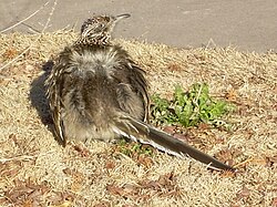 A greater roadrunner sunbathing