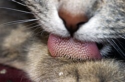 Cat tongue
