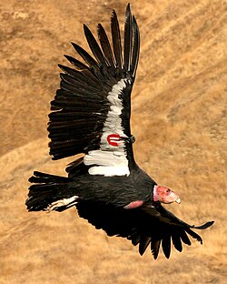 The California condor is a critically endangered species. Note the wing tags used for population monitoring.