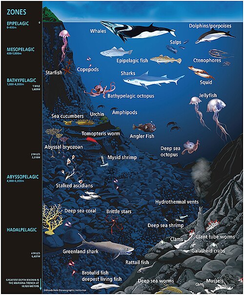 Some representative ocean animals (not drawn to scale) within their approximate depth-defined ecological habitats. Marine microorganisms also exist on the surfaces and within the tissues and organs of the diverse life inhabiting the ocean, across all ocean habitats. The animals rooted to or living on the ocean floor are not pelagic but are benthic animals.[18]