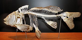 The skeleton of a European carp