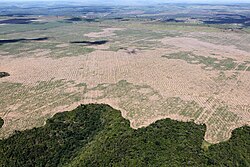 Meat production is a main driver of tropical deforestation, in the Amazon largely due to beef production for export.[134][135][136][137]