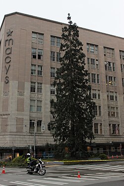 The giant sequoia tree in downtown Seattle, located adjacent to the historic The Bon Marché building, is unique for its urban setting.