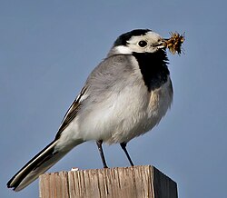 An adult in Sweden with insects in its beak to its young.