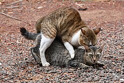 When cats mate, the tomcat (male) bites the scruff of the female's neck as she assumes a position conducive to mating known as lordosis behavior.
