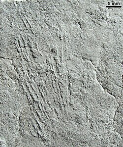 Kimberichnus teruzzii grazing traces left by Kimberella while it fed[23]