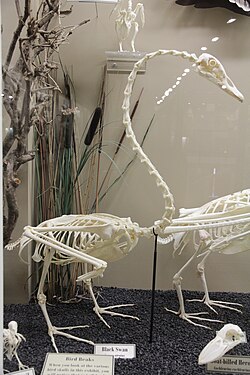 Black swan (Cygnus atratus) skeleton on display at the Museum of Osteology