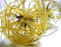 Achenes