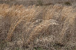 Prairie grasses
