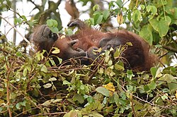 Bornean orangutan in its nest