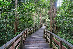 A walkout through the Sepilok Orangutan Rehabilitation Centre