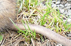 A closeup of a rat tail