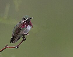 Male calliope hummingbird with its purple gorget (neck) feathers slightly extended