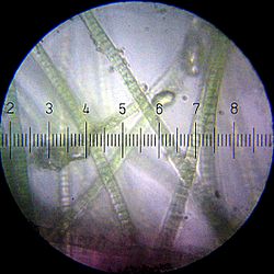 Cyanobacteria dramatically changed the composition of life forms on Earth by leading to the near-extinction of oxygen-intolerant organisms