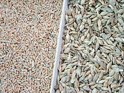 Without and with husks: the husks make spelt suitable for cold climates.[15]